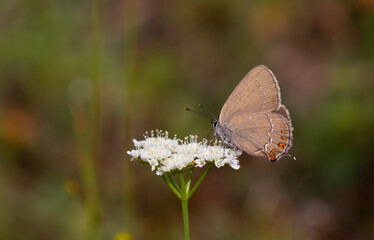 brown little butterfly on a white flower, Satyrium ilicis