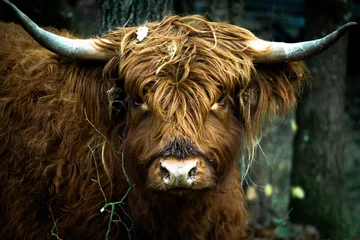 Papier Peint photo Lavable Highlander écossais vache écossaise des Highlands