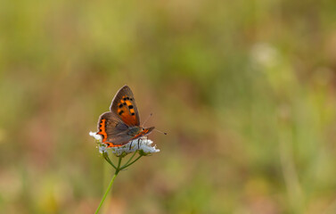 tiny butterfly in red black colors, Lycaena phlaeas