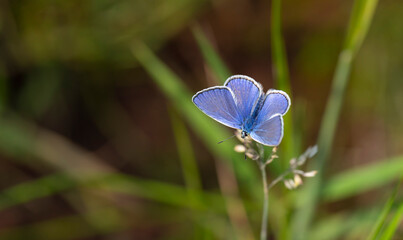 a tiny beautiful blue butterfly in the green grass