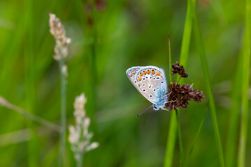 blue little butterfly for your green grass, Polyommatus icarus