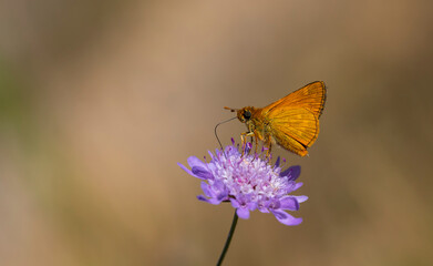 orange little butterfly perched, Ochlodes venatus