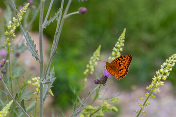 dotted orange butterfly with spread wings, Brenthis mofidii