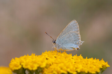 blue tiny butterfly under wings on yellow flower, Satyrium myrtale