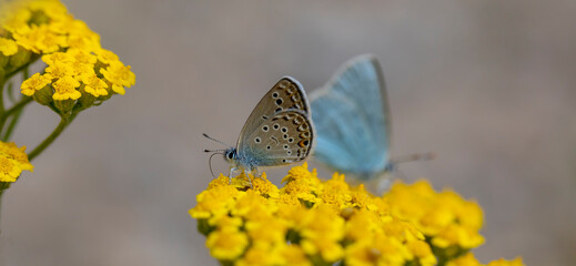 tiny butterfly on yellow flower, Turanana endymion