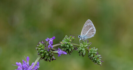 tiny blue butterfly on purple flower, agro butterfly