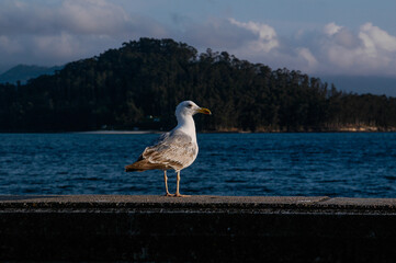 Escena marina en la Ría de Vigo.  Combarro, Pontevedra, Galicia.