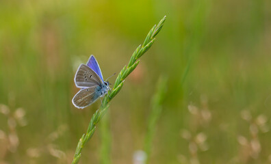 tiny butterfly clinging to a branch, agro butterfly