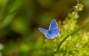 butterfly with wonderful upper wings blue