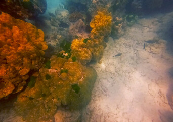 Underwater view of the coral reef at the bottom