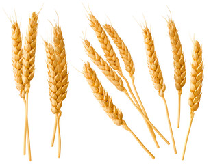 Wheat ears or heads set isolated on white background