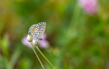 tiny butterfly clinging to a thin branch, Rubrapterus bavius
