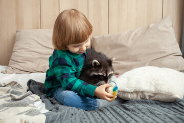 pet raccoon, a child and an exotic animal indoor. Room, games with pet, gray raccoat. Animal in the family, care, love and friendship. boy playing with a raccoon