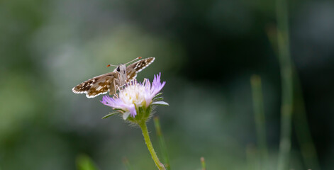 brown little butterfly on purple flower, Pyrgus cinarae