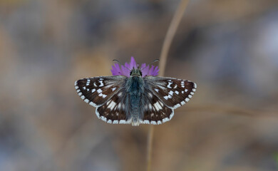 brown little butterfly on purple flower, Pyrgus cinarae