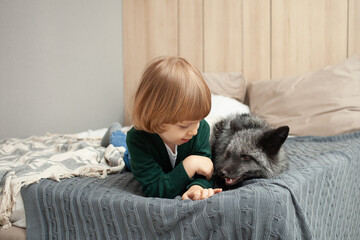 child and a fox lie on the bed, an exotic pet, a predator indoor. Brown fox in the room, care and love for pets. Friendship.