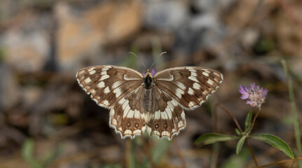 large butterfly with brown marble pattern, Melanargia syriaca