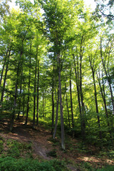 Fototapeta na wymiar High trees in the forest