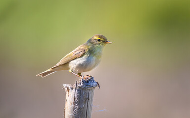 Willow Warbler 
Phylloscopus trochilus
