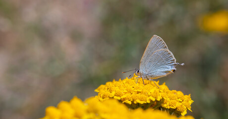 blue tiny butterfly under wings on yellow flower, Satyrium myrtale