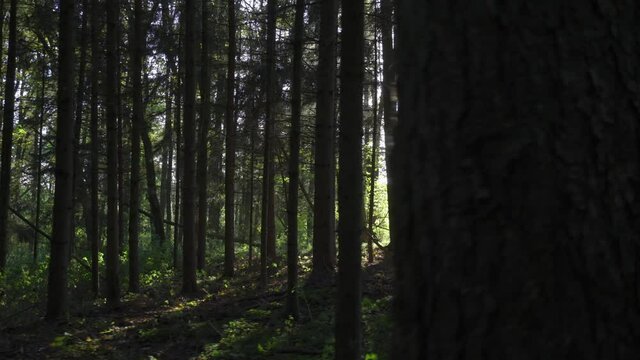 Beim sonnigen Wetter im Wald die Natur genie&szlig;en.