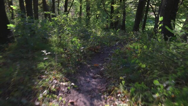 Beim sonnigen Wetter im Wald die Natur genie&szlig;en.