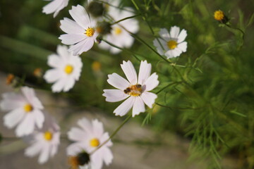 아카시아, 꿀벌, 꽃
