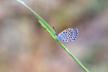 tiny butterfly clinging to green undersized leaf, Rubrapterus bavius