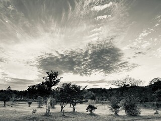 landscape with trees