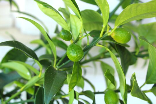 Kumquat fruits growing on the tree branch, autumn season