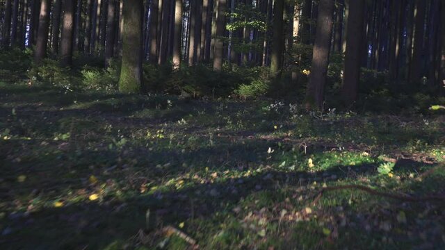 Beim sonnigen Wetter im Wald die Natur genie&szlig;en.
