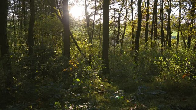 Beim sonnigen Wetter im Wald die Natur genie&szlig;en.