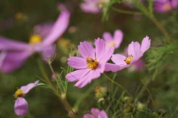 아카시아, 꿀벌, 꽃