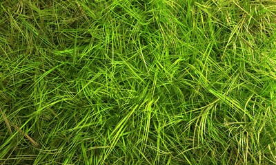 Abstract 3d green grass. Natural background texture.