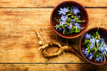 Obraz na płótnie Canvas Chicory in herbal medicine,homeopathic herbs