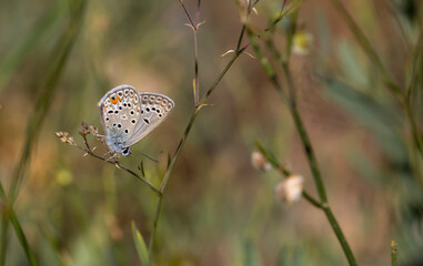 tiny butterfly hiding in the grass, Polyommatus loewii