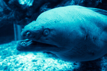 Moray eel in a coral reef