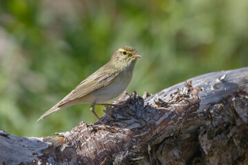 Willow Warbler
