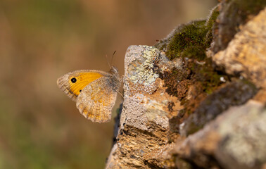 brown butterfly set on stone, Hyponephele lupina