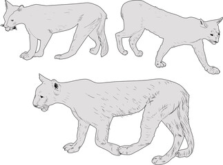 three cougar outlines isolated on white