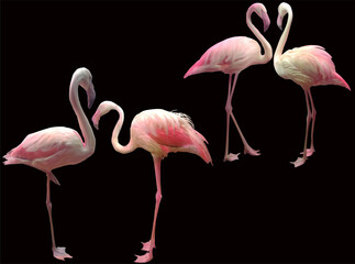four pink flamingo group isolated on black