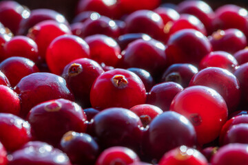 Harvest the red fresh cranberry, macro. Beautiful texture with red berries in sunlight