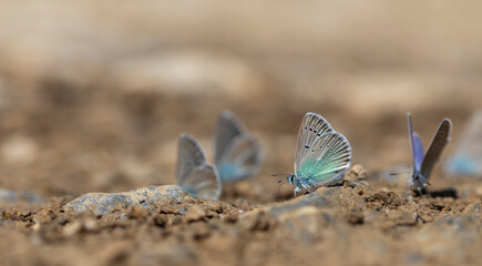 butterfly community taking minerals from the ground, Polyommatus fatima