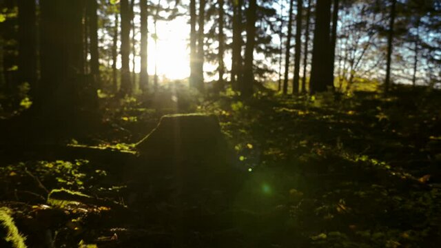 Beim sonnigen Wetter im Wald die Natur genie&szlig;en.