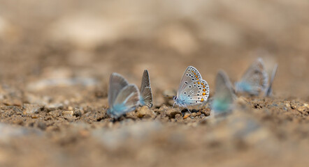 butterfly community taking minerals from the ground,Plebejus zephyrinus