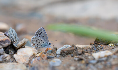 Fototapeta na wymiar butterfly picking up minerals from the ground, Polyommatus loewii