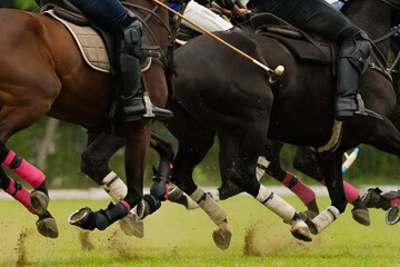 horse gallop during polo game
