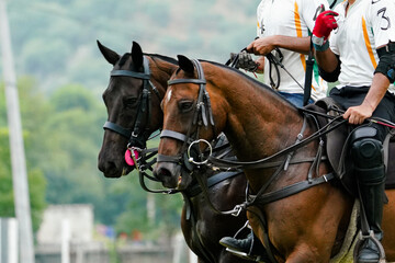polo horses in the polo game
