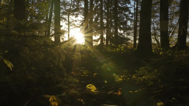 Beim sonnigen Wetter im Wald die Natur genie&szlig;en.