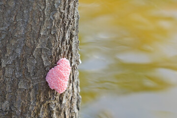 Cherry snails eggs on the tree